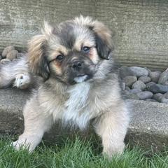 Tibetan Spaniels from Trinity Tibetan Spaniels