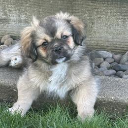 Tibetan Spaniels from Trinity Tibetan Spaniels