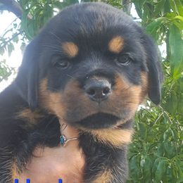 Boy 3 - Black and mahogany male Rottweiler puppy in De Witt, Iowa from Irish Eyes Kennels