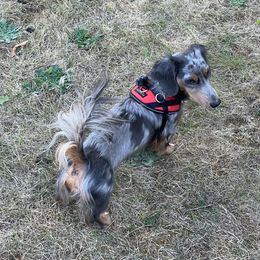 Beckham - Dachshund