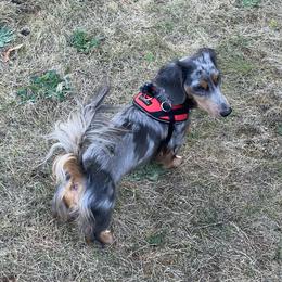 Beckham - Dachshund