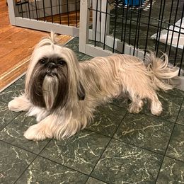 Charley - Shih Tzu
