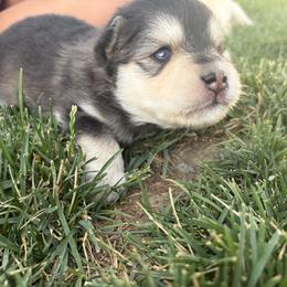 Batman - Black and white male Pomsky puppy in Grandview, Washington from Alyssa’s Pomskies