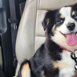 Aussiedoodles and Toy Australian Shepherds from Cotton Country Kennels