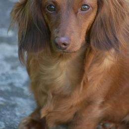 Dachshund All Grown Up from Love Struck Miniature Dachshunds