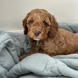 Zuma - Red male Cockapoo puppy in Egg Harbor City, New Jersey from Grace Given Cockapoos (GGC)