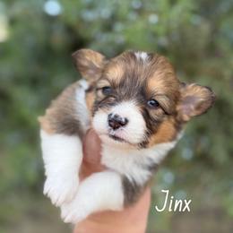 Jinx - Sable male Pembroke Welsh Corgi puppy in Montague, California from Shasta Valley Pembrokes