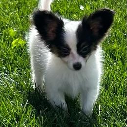 Gabriel - White black and tan male Papillon puppy in Salina, Utah from Desert Mountain Papillons
