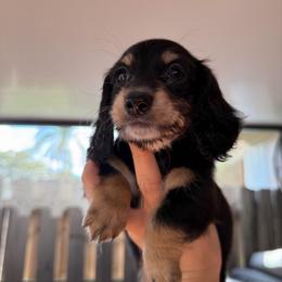 Pebbles - Black and tan female Dachshund puppy in Miami, Florida from Teenie Bikini Weenies