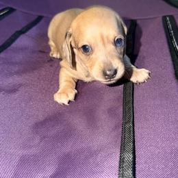 Dimples - Dapple male Dachshund puppy in Gearhart, Oregon from SunnySeaDachs