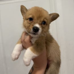 Yellow - Red female Pembroke Welsh Corgi puppy in Spring Hill, Florida from Chaotic Canines