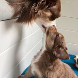 Miniature Australian Shepherd Puppies from Blue Skye's Miniature Australian Shepherds