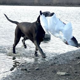 Dilute Retriever and Labrador Retriever Puppies from SmoKy Hills Labradors