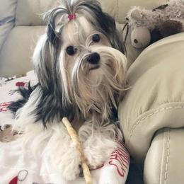 Yorkshire Terrier All Grown Up from Happy Tails Yorkies