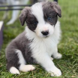 Rogue - Blue male Border Collie puppy in Kalispell, Montana from North Fork Border Collies