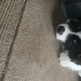 Pomsky Puppies from Luxury Pomsky