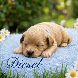 Disel - Red male Maltipoo puppy in Bowling Green, Kentucky from Denise Clark