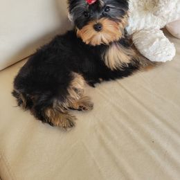 Yorkshire Terrier Puppies from Narnian Yorkies