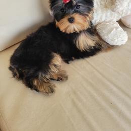 Yorkshire Terrier Puppies from Narnian Yorkies