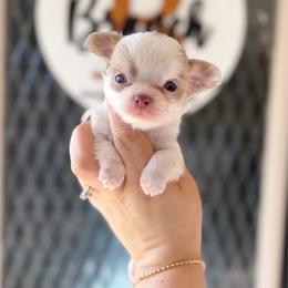 Milo - Chocolate blue male Chihuahua puppy in Harrison, Michigan from Cloud9 Chihuahuas