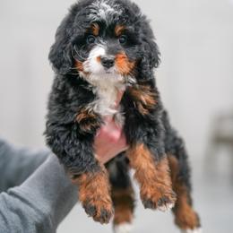 Sharla - Tri-color female Bernedoodle puppy in Dundee, Ohio from Down Home Doodle