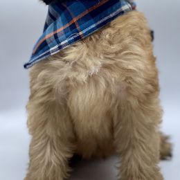 Soft Coated Wheaten Terrier Puppies from Wonderful Wheatens