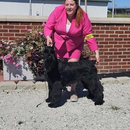 Giant Schnauzer puppies from Surefoot Giant Schnauzers