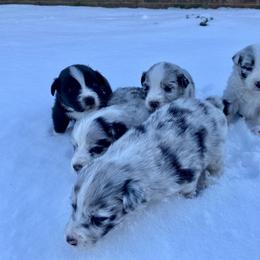 Aussiedoodle and Australian Shepherd Puppies from Dark Water Standards