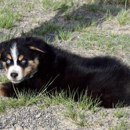 Sunday - Black tri male Miniature Australian Shepherd puppy in Cody, Wyoming from Quartz Creek Aussies