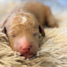 Light pink collar - Apricot female Goldendoodle puppy in Ottawa, Kansas from Kansas Country Doodles