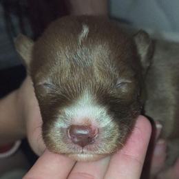 Reina - Red and white female Siberian Husky puppy in Richland, Mississippi from Feazell’s Siberian Huskies