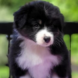 Boy 2 - Black tri-color male Australian Shepherd puppy in Maryland from Lake Shore Australian Shepherds