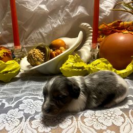 MOCHI - Dapple male Dachshund puppy in Elizabethtown, Kentucky from Teeny Tiny Puppy Tails