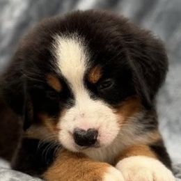 Toy Australian Shepherds from Liana’s Toy Aussies