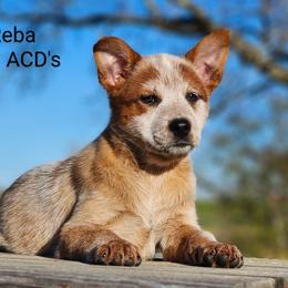 Australian Cattle Dog Puppies from TLC Cattle dogs