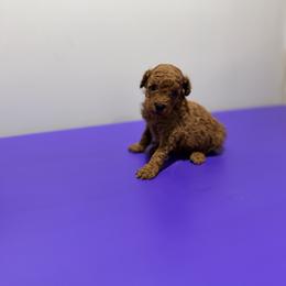 Maverick - Red  male Poodle puppy in Bells, Texas from Partridge Doodles and Poodles