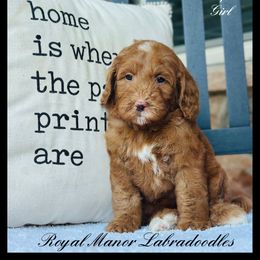 Girl 2 - Red female Australian Labradoodle puppy in Florence, New Jersey from Royal Manor Labradoodles