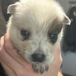 -Girl 1 - Red mottled female Australian Cattle Dog puppy in Kaufman, Texas from Emberwick Ranch