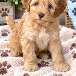 Sam - Apricot male Schnoodle puppy in Placerville, California from Rpuppies