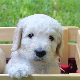 Goldendoodle Puppies from The Doodle Spot