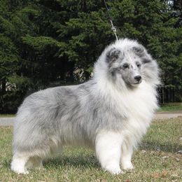 Shetland Sheepdogs from Noel's Shelties