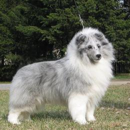 Shetland Sheepdogs from Noel's Shelties