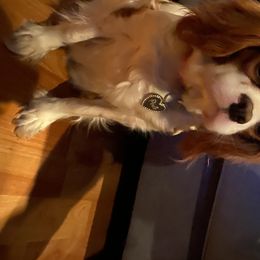 Posie - Cavalier King Charles Spaniel