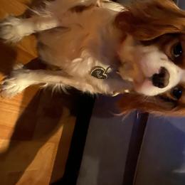 Posie - Cavalier King Charles Spaniel