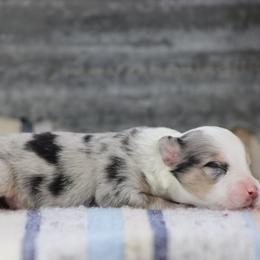 Baxter - Blue merle male Miniature Australian Shepherd puppy in Peoria, Oklahoma from Rocky Hill Aussies