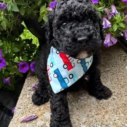 Lincoln - Parti male Poodle puppy in Canfield, Ohio from Poo's Doo's & Inu's