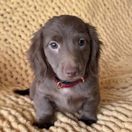 Moose - Chocolate male Dachshund puppy in Bentonville, Arkansas from T & D Dachshunds by design