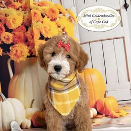 Nally - Apricot female Goldendoodle puppy in Pocasset, Massachusetts from Mini Goldendoodles of Cape Cod