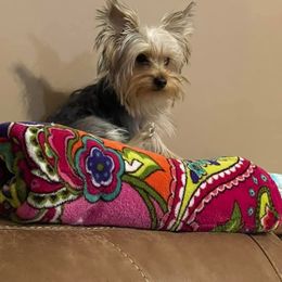 Yorkshire Terrier All Grown Up from Kathy's Kritters