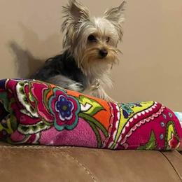 Yorkshire Terrier All Grown Up from Kathy's Kritters